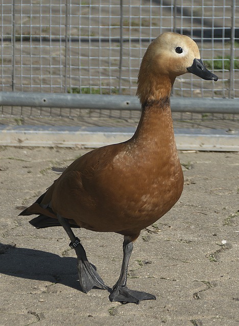 伴随着争议